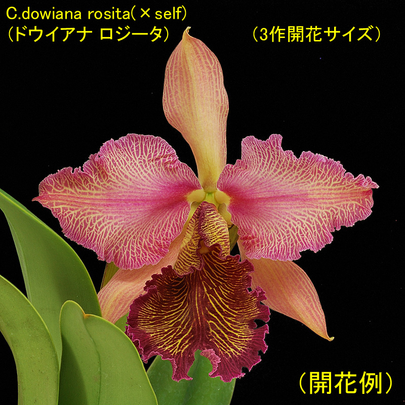 C.dowiana rosita(×self)（ドウイアナ ロジータ）3作開花サイズ