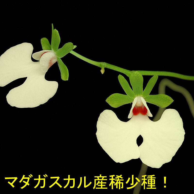 Oeonia rosea（オエオニア ロゼア）１作開花サイズ