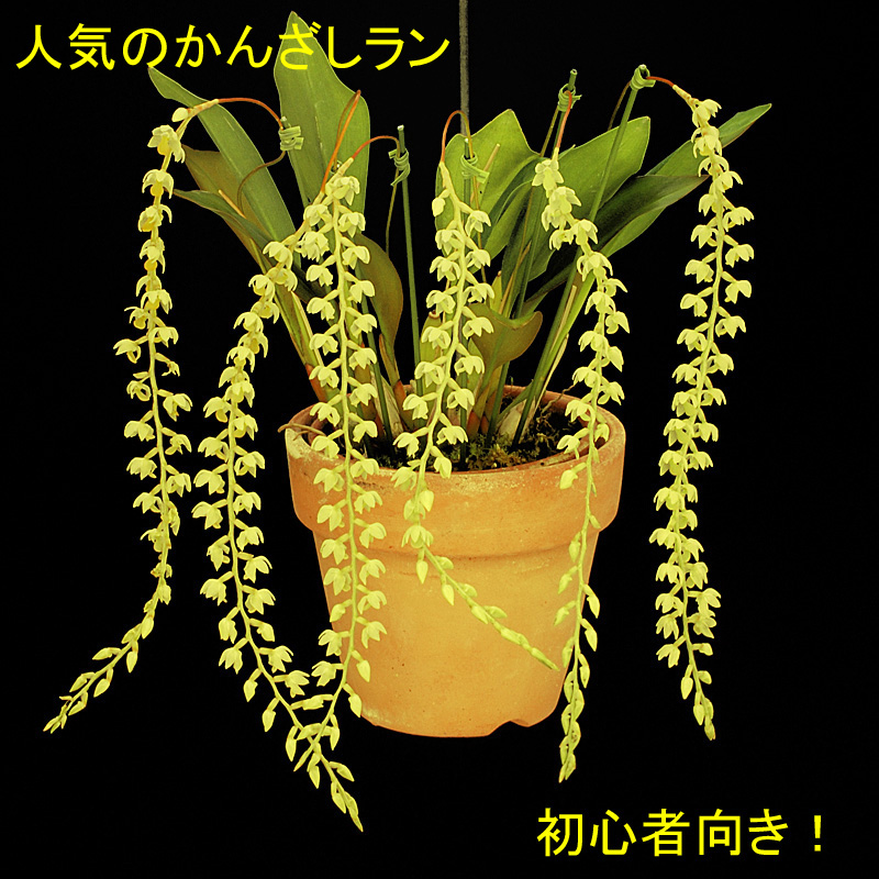 Ddc.cobbianum（コビアナム）