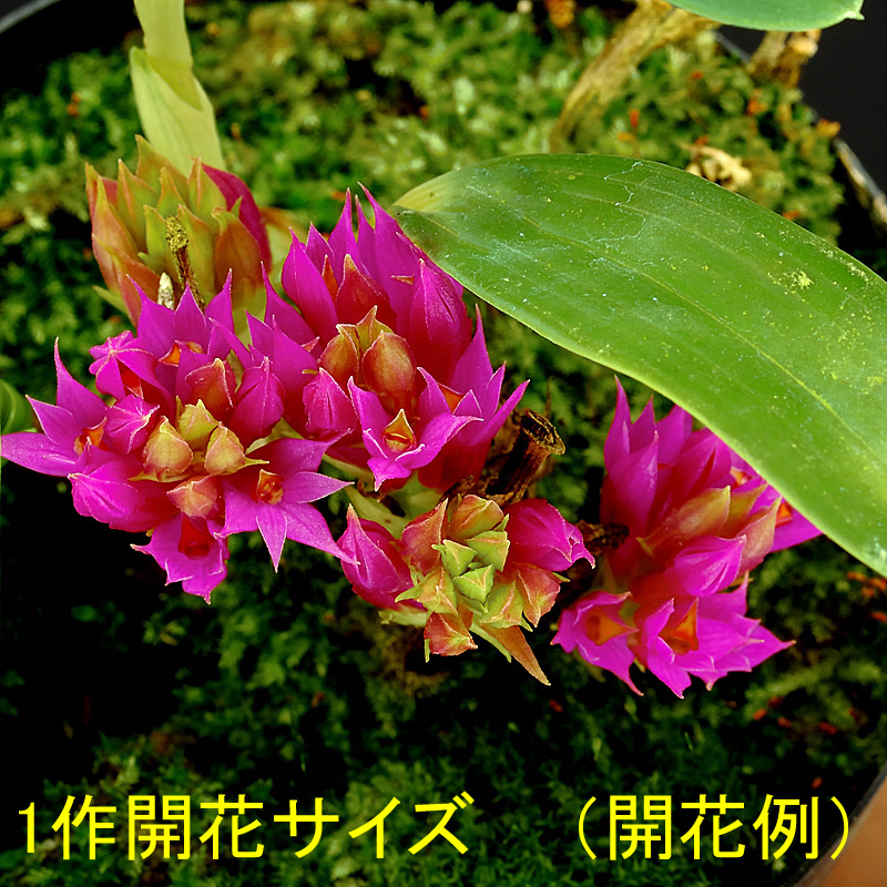 Den.petiolatum（ペティオラタム）