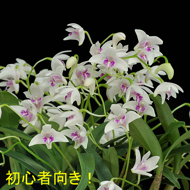 Den.silcockii（シルコッキー）