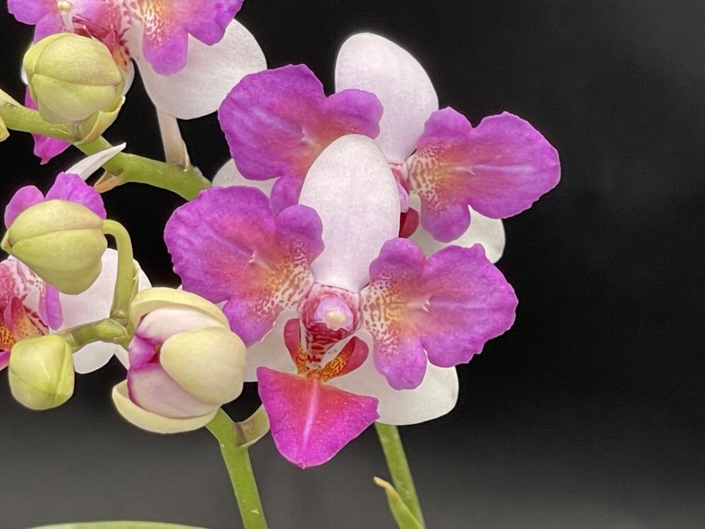 Phal.Liu’s Berry ‘Trinity’ 