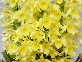 Den. Yellow Song 'Candy'