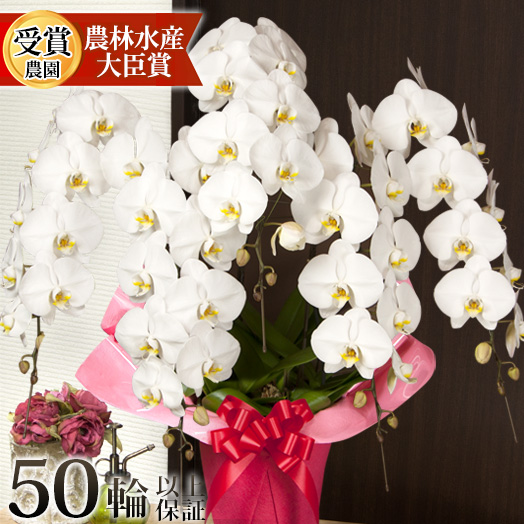 胡蝶蘭 大輪 ５本立ち 50輪以上