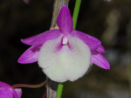 Den. Jan Orinstein 'Red & White'