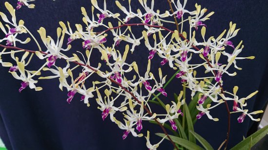 Den. Blue Twinkle 'Mini Pixie Princess'