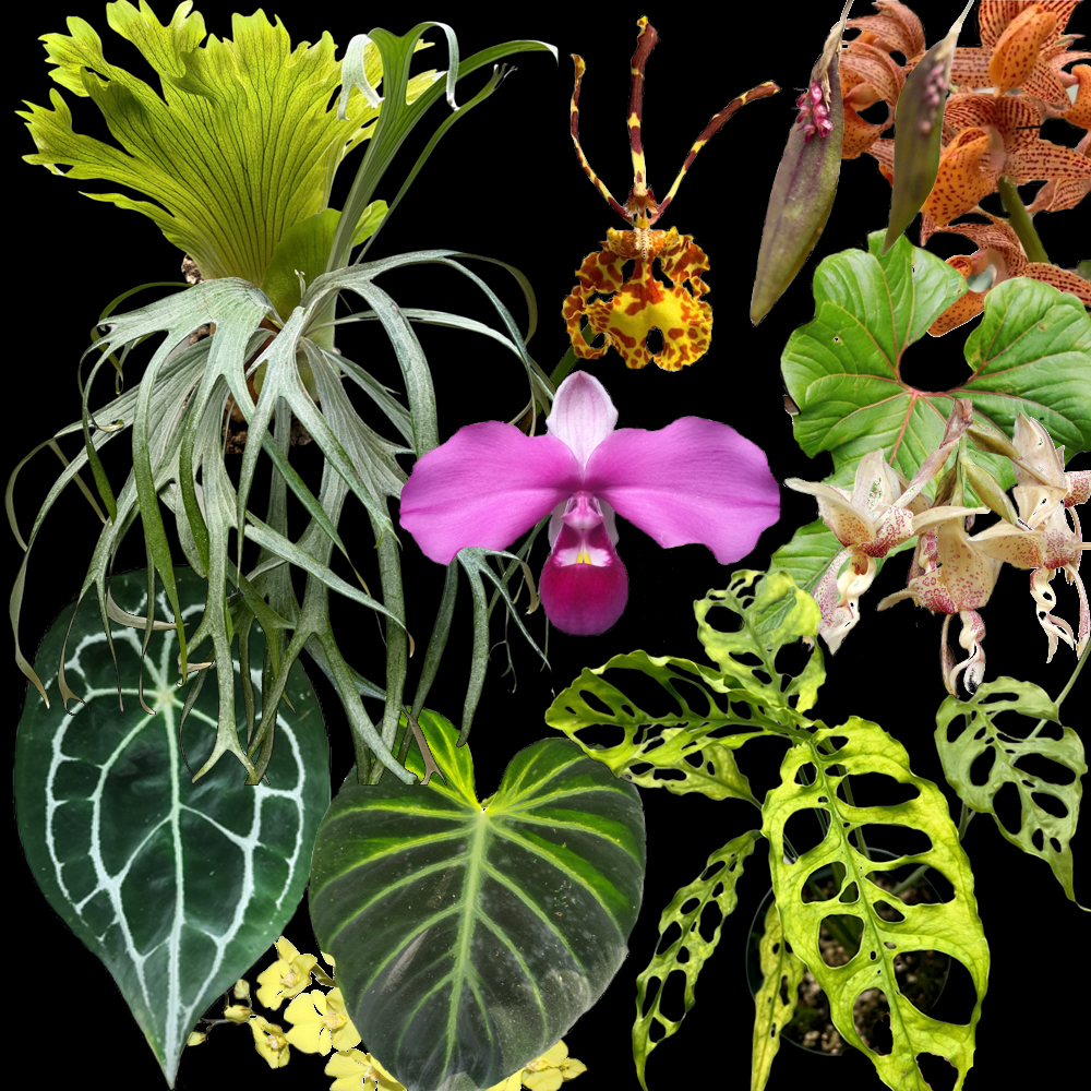 vandaka plants