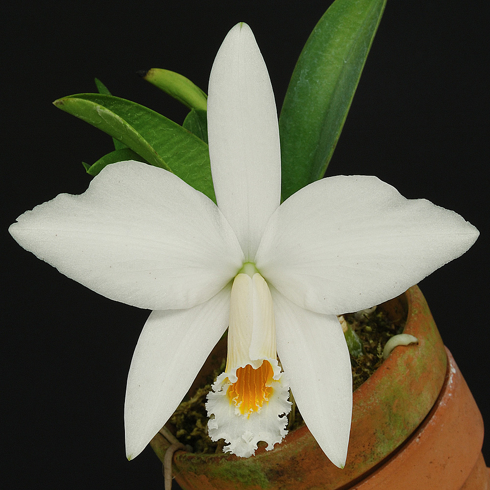 C.jongheana alba(×self)（ジョンギアナ アルバ）2～3作苗.の画像