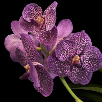 Vanda Chulee Sapphire