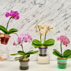 タンブラーポット　の画像