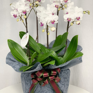 マイクロコチョウラン　アクアポットの画像