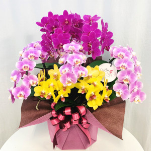 シェアオーキッド　５本立ちの画像