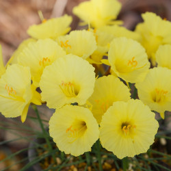 原種系小型スイセン