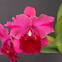 Rlc.Crimson Passion 'Grenadine' SBM/JOGA