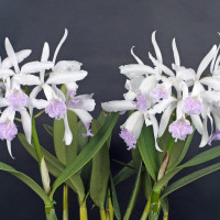 C.Dominiana (1859) 'Neo Classic' SM/JOGA, SM/JGP