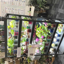 ネイチャーブレイク用植物の小鉢