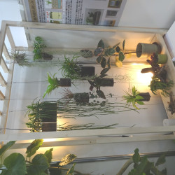 屋内緑花のモデル展示（観葉植物鉢）