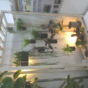屋内緑花のモデル展示（観葉植物鉢）の画像