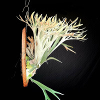 Platycerium Vietchii