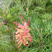 Grevillea