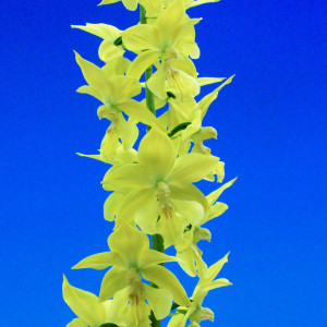 黄えびねの画像