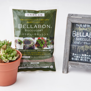 ベラボン・サキュレントの画像