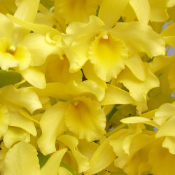 Den. Yellow Song