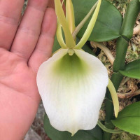 Orchid spiecies