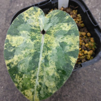 星咲きカンアオイ