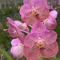 Vanda fragrance pink lip