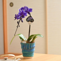 BLUE GENE（1本立）