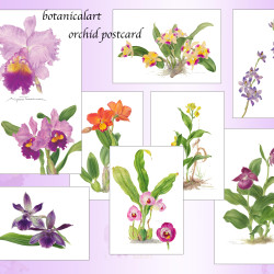 蘭の花　ポストカード