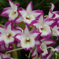 デンドロビューム　プリズム