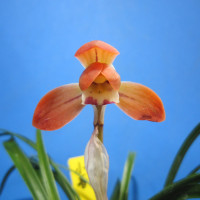 Cymbidium goeringii ‘koharu ’日本春蘭 「小春」
