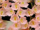 Cll.Rebecca Northern ’Mikkabi’