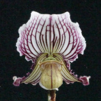 Paph. fairrieanum