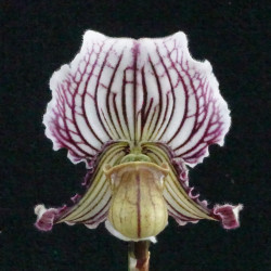 Paph. fairrieanum