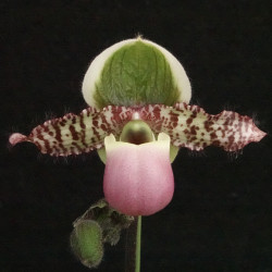 Paph. liemianum