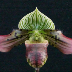Paph. venustum