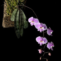 着生コチョウラン各種