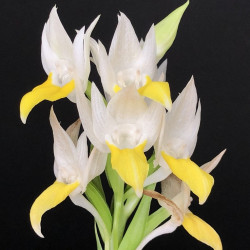 Pecteilis hawkesiana