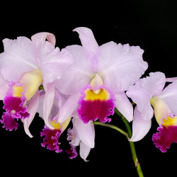 Lc. Cosmo-Horeps ‘Mama’SM/JOGA