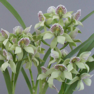 Prosthechea ionophlebiaの画像