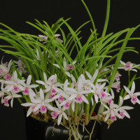 C.lundii（ルンディー）