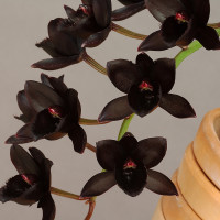 Fdk.After Dark ‘SVO Black Pearl’（アフター ダーク‘SVO ブラック パール’）