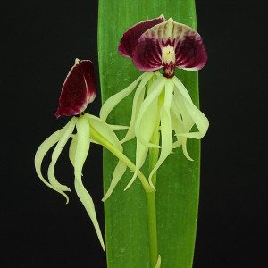 Psh.Green Hornet （グリーン ホーネット）の画像