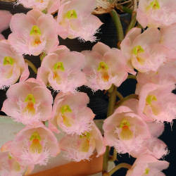 Cl.Rebecca Northen‘Mikkabi’（レベッカ ノーゼン‘ミッカビ’）