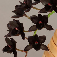 Fdk.After Dark‘SVO Black Pearl’（アフター ダーク‘SVO ブラック パール’）