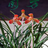 Cymbidium goeringii ‘mebina ’日本春蘭 「女雛」