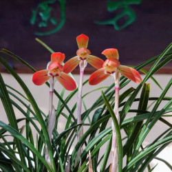 Cymbidium goeringii ‘koharu ’日本春蘭 「女雛」